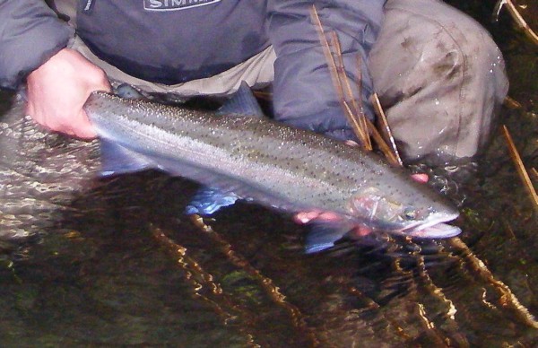 small fish.jpg